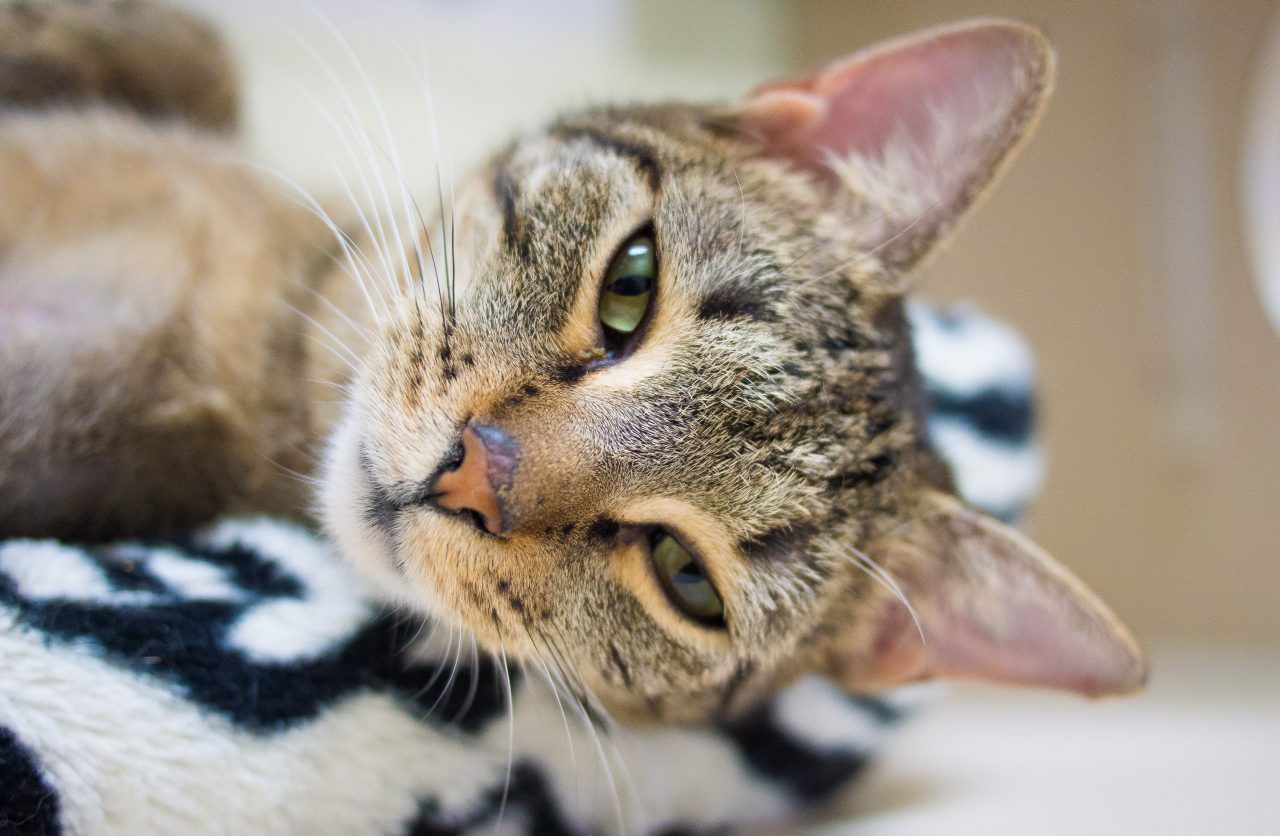 Stack of donated blankets.